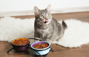 What Is the Best Dry Cat Food for Urinary Health? A Complete Buyer's Guide