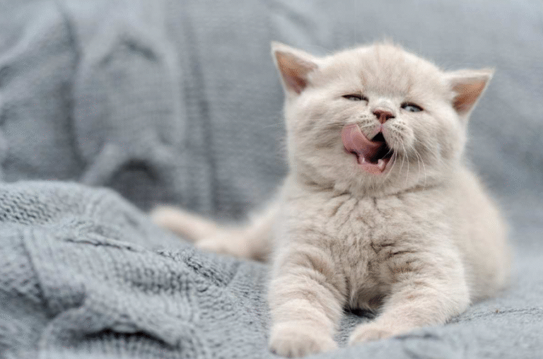 Chronic Kidney Disease in Pets: 2026 Advanced Treatment Guide for Cats and Dogs