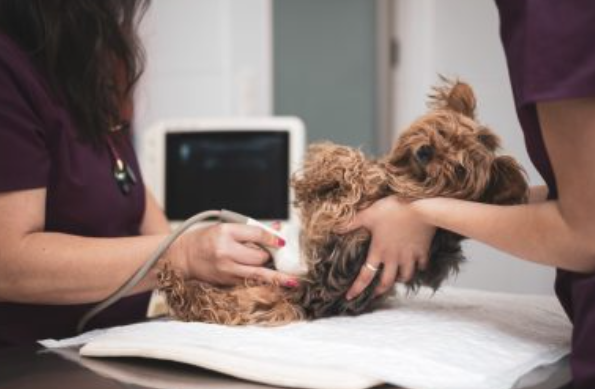 3 Key Advantages Of Using Animal Hospital Laboratory Services