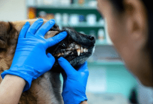 How Animal Hospitals Support Preventive Dental Programs