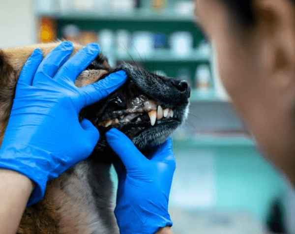 How Animal Hospitals Support Preventive Dental Programs