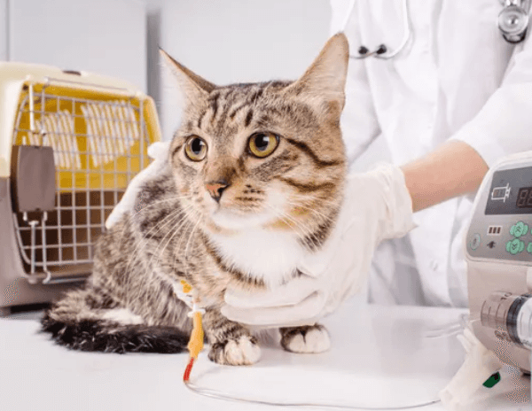 3 Key Considerations Before Choosing An Animal Hospital