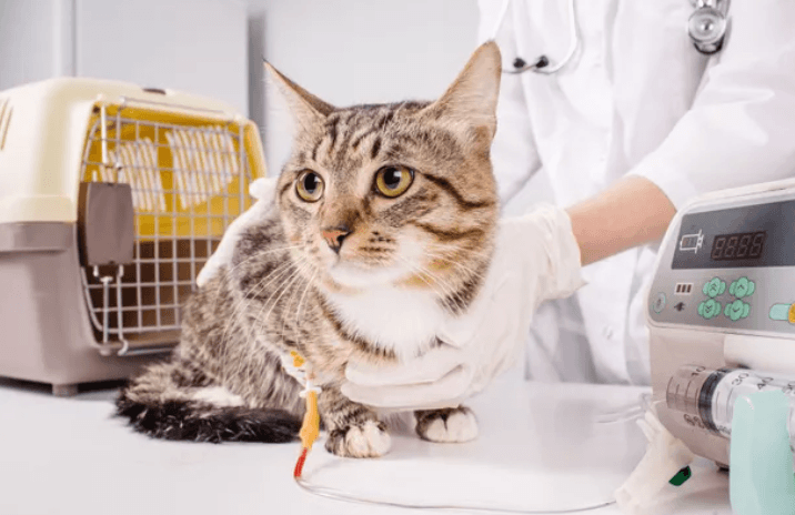 3 Key Considerations Before Choosing An Animal Hospital