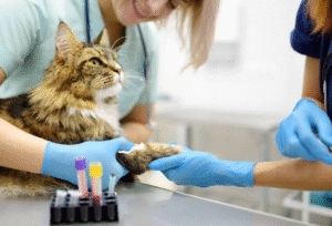 Why Biohazard Procedures Protect Veterinary Staff, Pet Owners, And Animal Patients