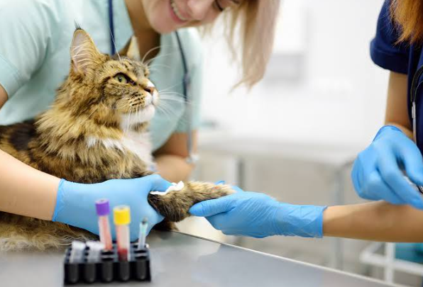 Why Biohazard Procedures Protect Veterinary Staff, Pet Owners, And Animal Patients